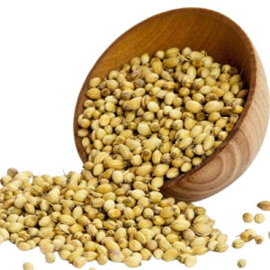 Coriander